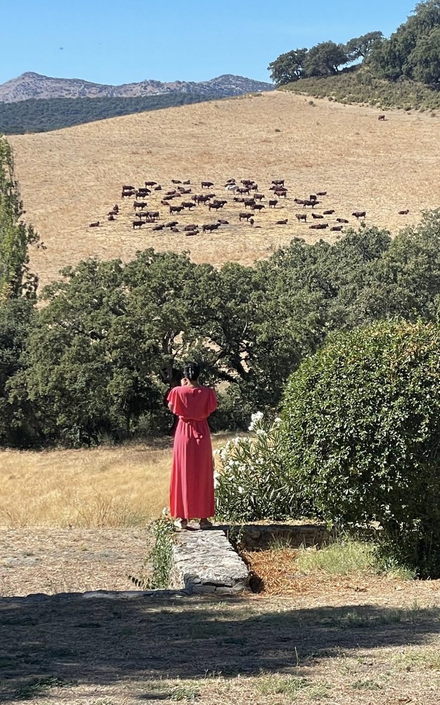 Uitzicht over de Andalusische velden en heuvels